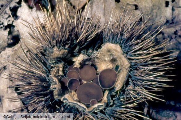 Lanzia echinophila