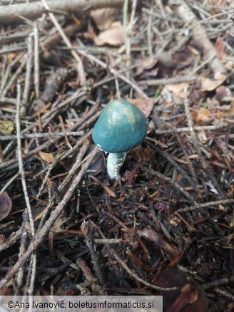 Stropharia aeruginosa