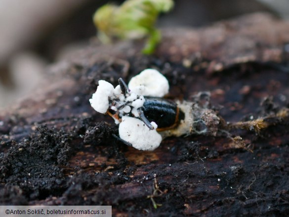 Beauveria bassiana