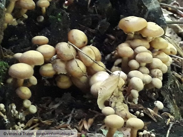Kuehneromyces mutabilis
