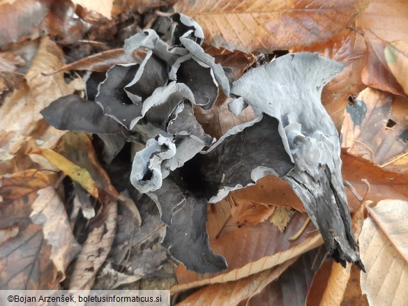 Craterellus cornucopioides