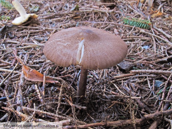 Entoloma allochroum