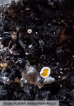 Lachnellula resinaria