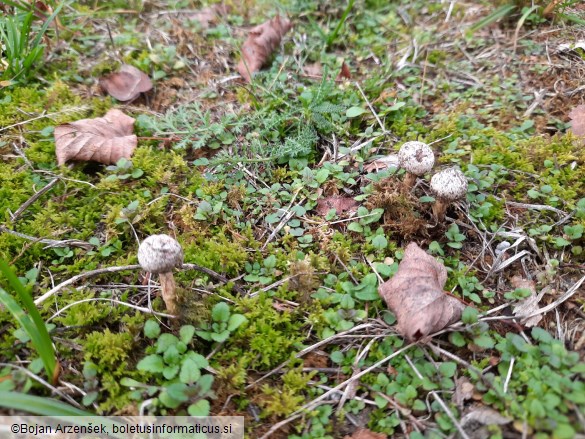 Tulostoma brumale