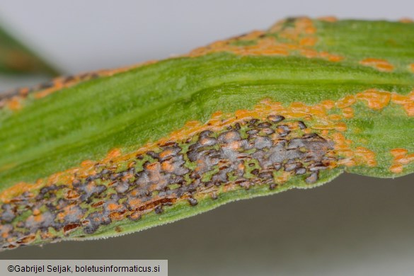 Uromyces ambiguus