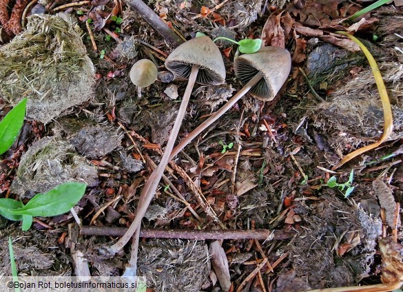 Panaeolus papilionaceus