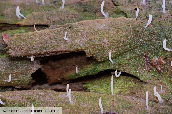 Multiclavula mucida