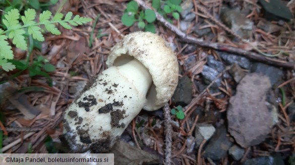 Boletus cyanescens