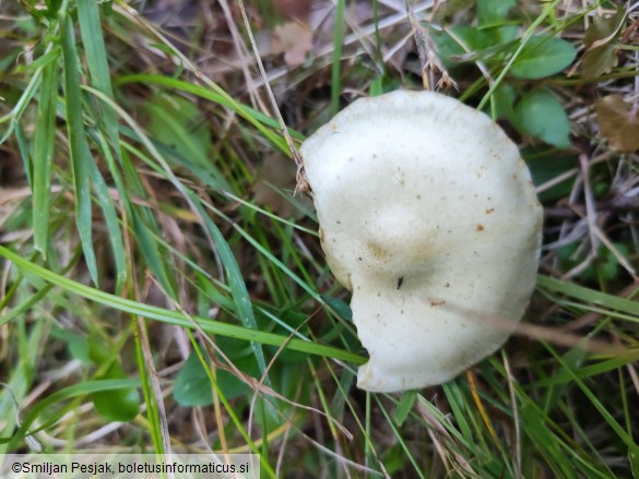 Pholiota lenta