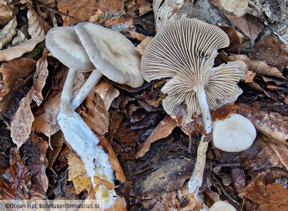 Clitocybe metachroa
