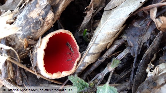 Sarcoscypha coccinea