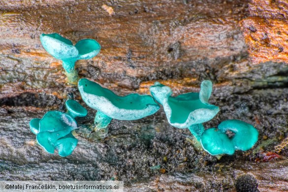 Chlorociboria aeruginascens