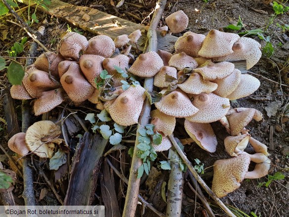 Leucoagaricus americanus