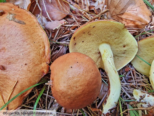 Suillus granulatus