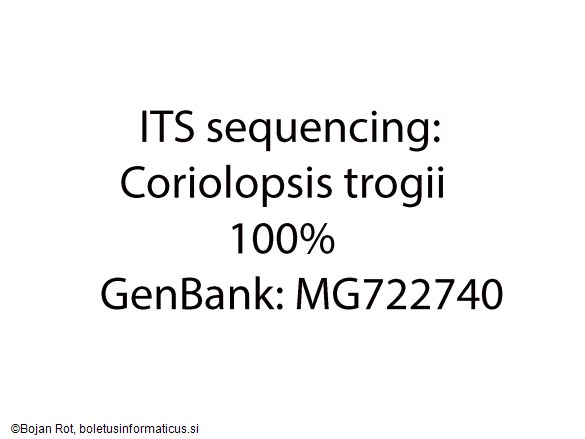 Coriolopsis trogii