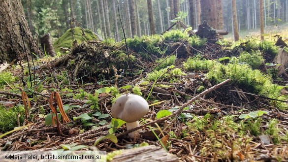 Hygrophorus agathosmus