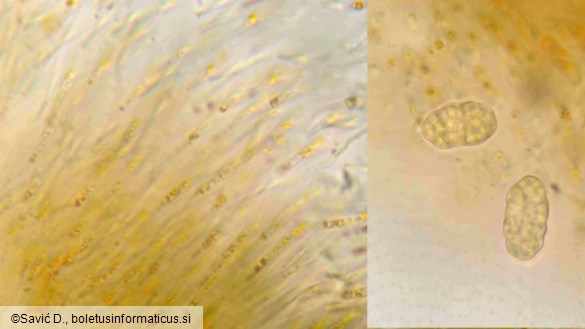 Secoliga jenensis