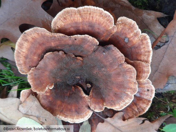 Abortiporus biennis