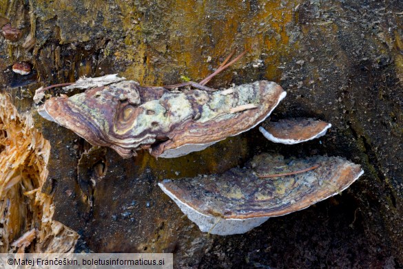 Heterobasidion parviporum