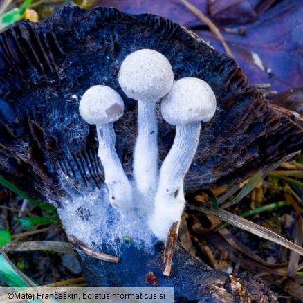 Asterophora parasitica