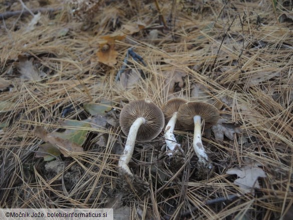 Cortinarius spilomeus