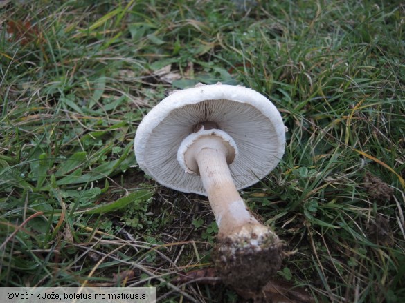 Macrolepiota excoriata