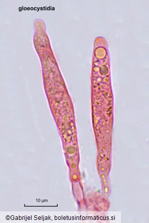 Gloeocystidiellum clavuligerum