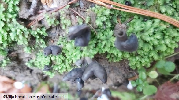 Helvella atra