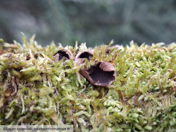 Encoelia furfuracea