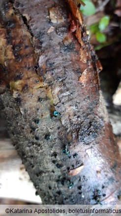 Chlorociboria aeruginascens