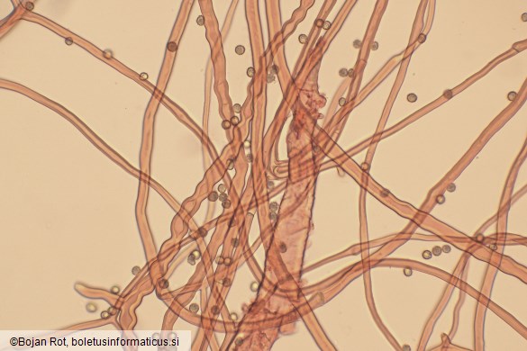 Tulostoma squamosum