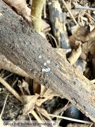 Mollisia cinerea