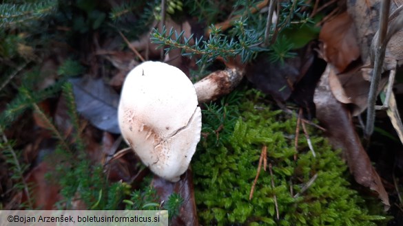 Hebeloma laterinum