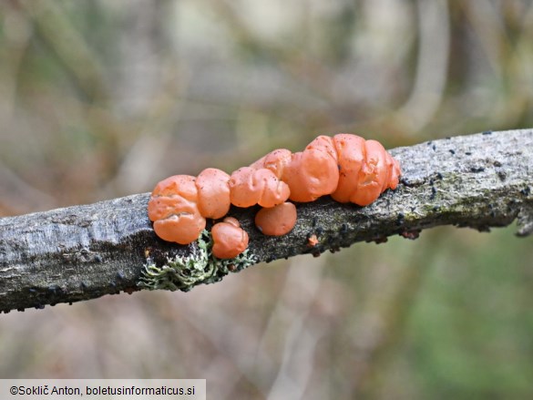 Ditangium cerasi