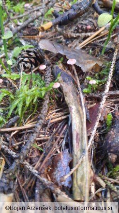 Mycena rosella