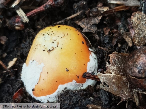 Amanita caesarea