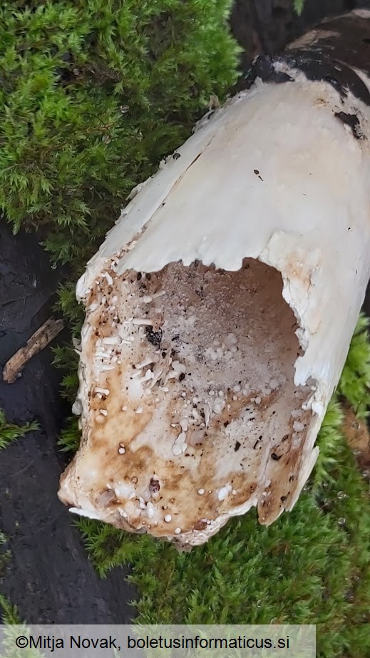Onygena equina