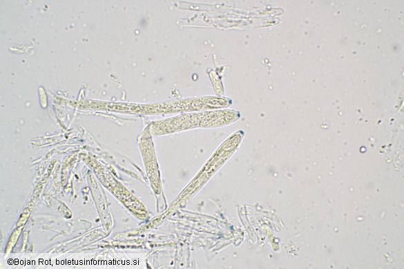 Tapesia lividofusca