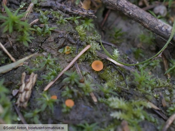 Octospora humosa
