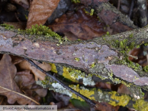 Vuilleminia comedens