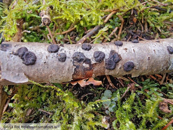 Hypoxylon fuscum