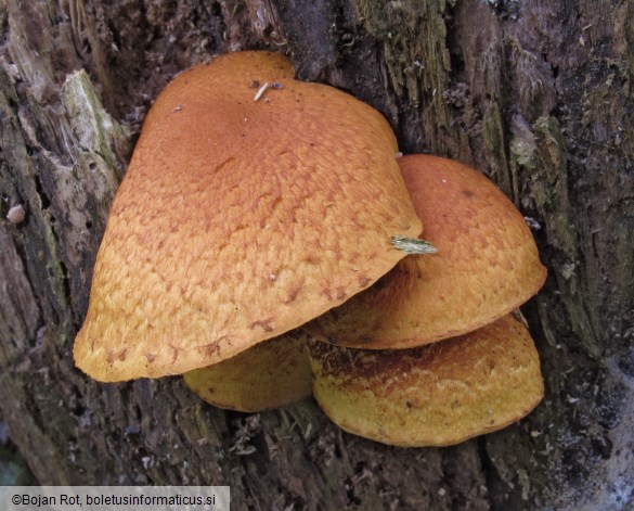Pholiota tuberculosa