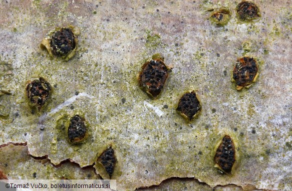Sillia ferruginea