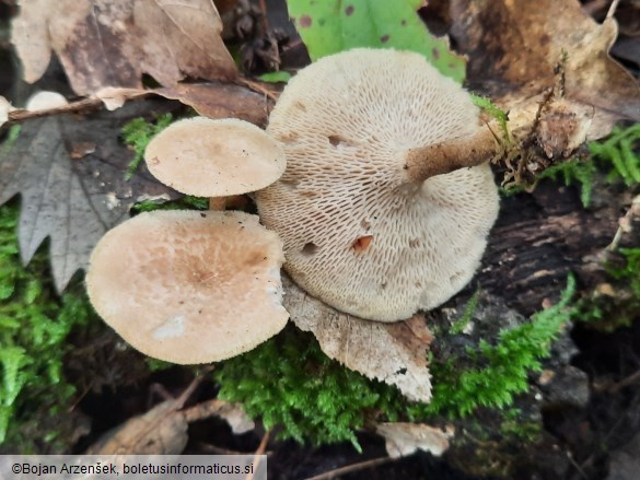 Polyporus arcularius