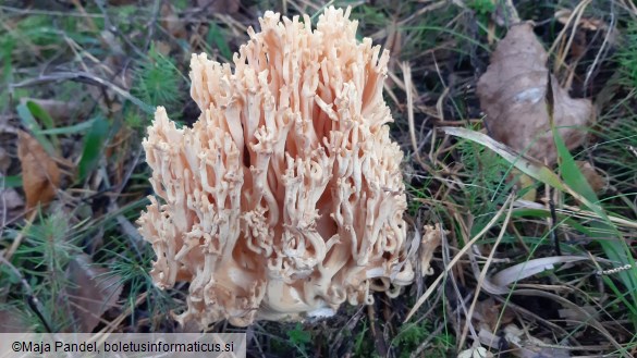Ramaria formosa