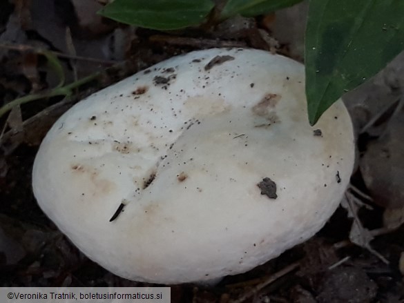 Lactifluus piperatus