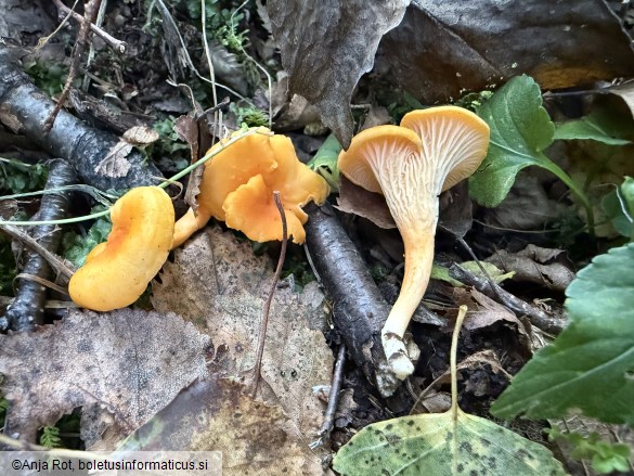 Cantharellus friesii