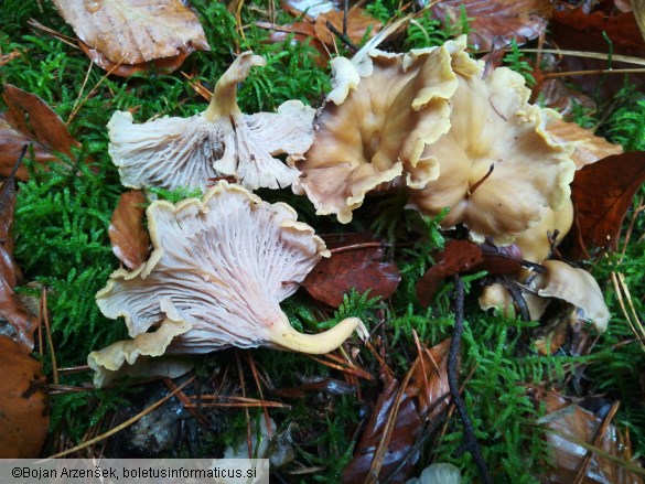 Cantharellus melanoxeros