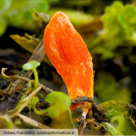 Cordyceps militaris