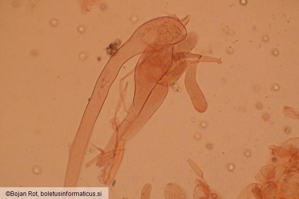 Pluteus plautus